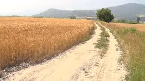 جهاد کشاورزی گچساران 65 طرح در دست اجرا دارد